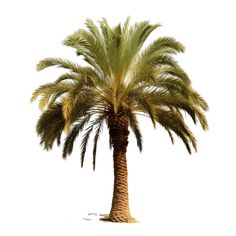 a palm tree is shown against a white background
