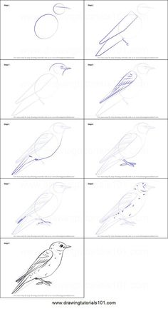 how to draw birds step by step
