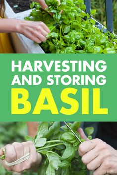 two hands holding green plants with the words harvesting and storing basil
