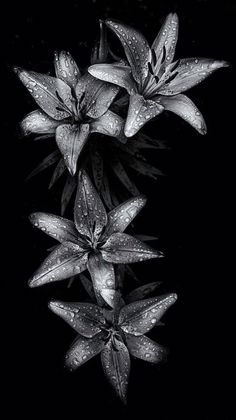 black and white photograph of flowers with water droplets