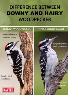 there are two different types of woodpeckers