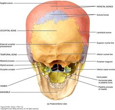 the bones of the head and neck are labeled in red, blue, and yellow