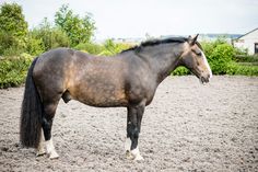 a brown horse standing on top of a dirt field next to green bushes and trees