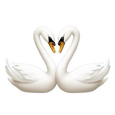 two white swans making a heart shape with their necks