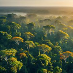 an aerial view of trees and fog in the distance, with sunlight shining on them