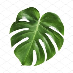 a large green leaf on a white background with clippings for text or image