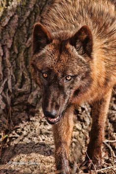 a brown wolf standing next to a tree