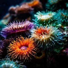 some very pretty colorful sea anemones in the water