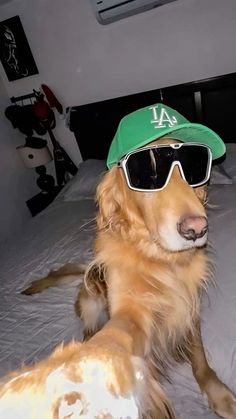 a dog laying on top of a bed wearing a green hat and sunglasses with the word la written on it