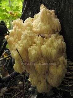 a cluster of yellow flowers growing on the side of a tree in a forest area