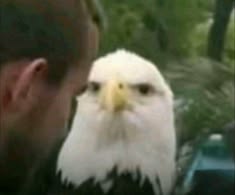 a bald eagle is being kissed by a man's face as he looks at the camera