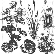 some flowers and plants are shown in this black and white illustration, vintage engraving or engraving
