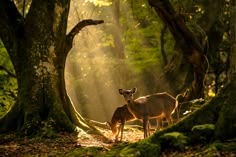 two deer standing in the middle of a forest with sunlight streaming through trees and mossy ground