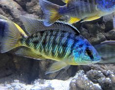 two blue and yellow fish swimming in an aquarium