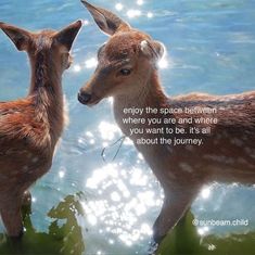 two deers standing next to each other in the water with a quote on it