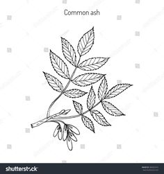 the leaves of common ash on a white background, hand drawn in black and white