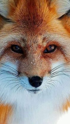 a close up of a fox's face with blue eyes
