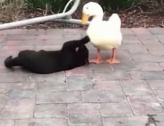 a black dog laying on its back next to a white duck with it's head in the ground