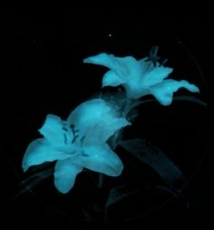 two blue flowers in a glass bowl on a black background with light from the bottom