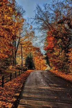 an empty road surrounded by trees and leaves