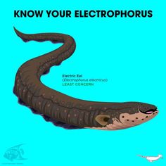an image of a worm with the words know your electrophorisus