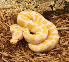 a yellow and white snake laying on top of dry grass