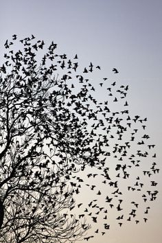 a flock of birds flying over a tree