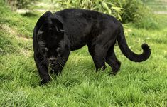 a black cat walking across a lush green field