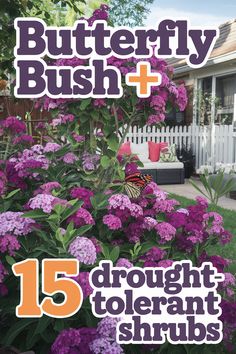 purple flowers with the words butterfly bush plus in front of them and an image of a house