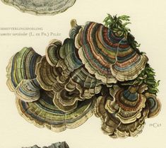 this is an illustration of different types of mushrooms