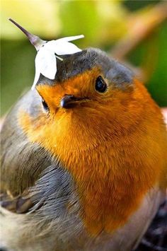a bird with a white flower on its head and the words che nedici son carino?