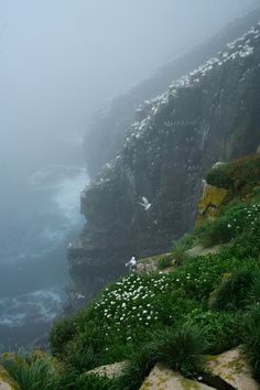 some birds are sitting on the edge of a cliff by the ocean in the fog