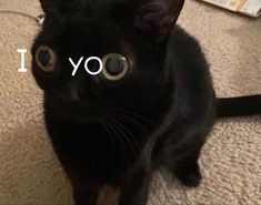 a black cat sitting on the floor looking at the camera with an i love you sign in front of it