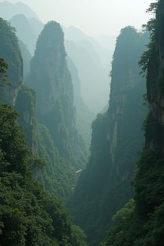 Explore the astounding subtropical forest of Zhangjiajie, China! Discover the art and perfume of nature in this breathtaking landscape. ✨