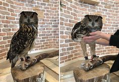 an owl sitting on top of a wooden table next to a person holding something in it's hand