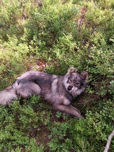 a dog that is laying down in the grass