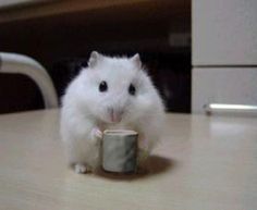 a small white hamster eating out of a cup