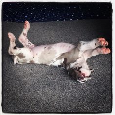 a white and brown dog laying on its back in the middle of a carpeted area