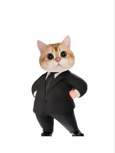 a cat in a suit and tie is standing with his hands on his hipss