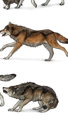 three different types of wolfs running and jumping