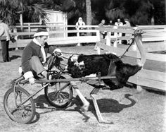 a man riding on the back of a cart pulled by an animal