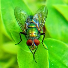 a fly sitting on top of a green leaf