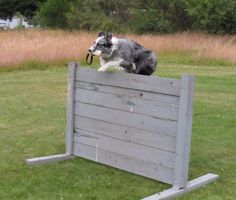 a dog jumping over a wooden fence with a frisbee in its mouth