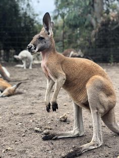 a kangaroo standing on its hind legs with other animals in the back ground behind it