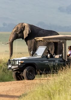an elephant standing on top of a lush green field next to a vehicle with people in it
