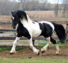 a black and white horse galloping in an enclosed area