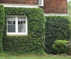 a house covered in green ivy next to a lush green yard with a red fire hydrant