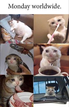 several different pictures of cats and kittens with caption that reads, monday world wide