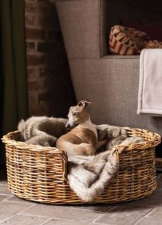 a dog is sitting in a basket on the floor