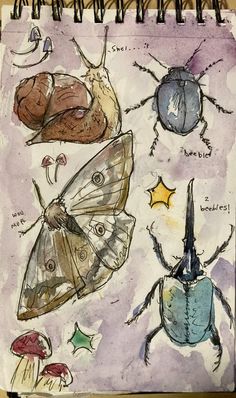 a drawing of bugs and moths on a notebook